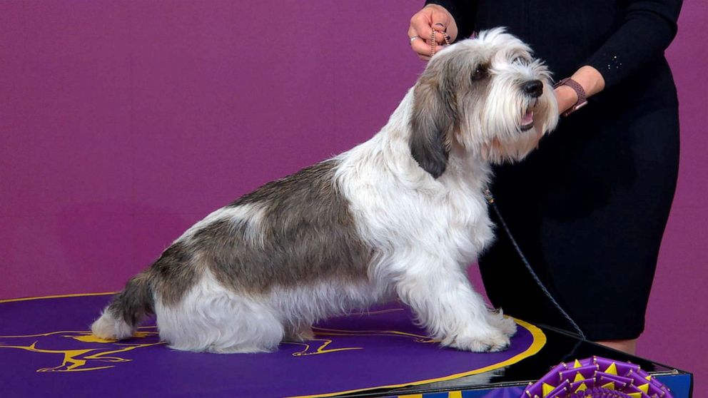 Westminster dog show winner's owner reacts to making history as 1st in