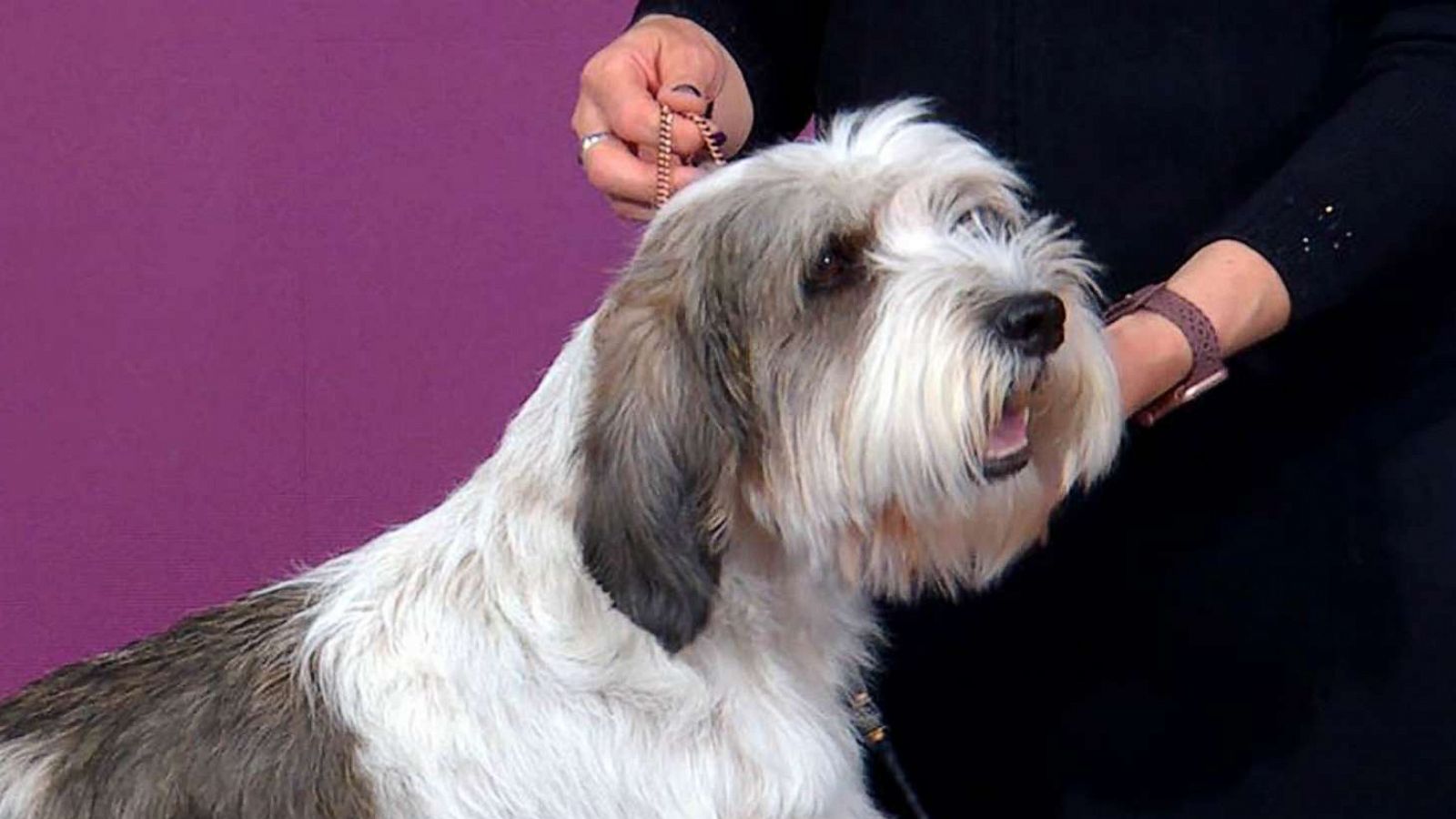 PHOTO: Buddy Holly was named the Best in Show winner at the 2023 Westminster Kennel Club Dog Show Tuesday.