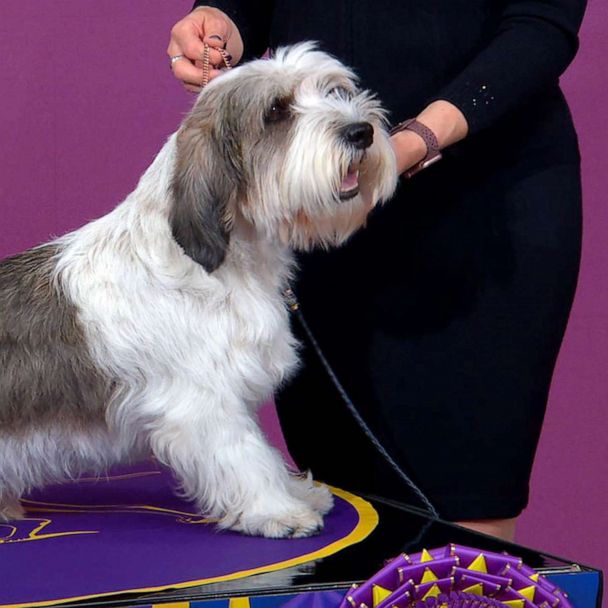 Owner speaks out after dog makes history with Westminster win ABC News
