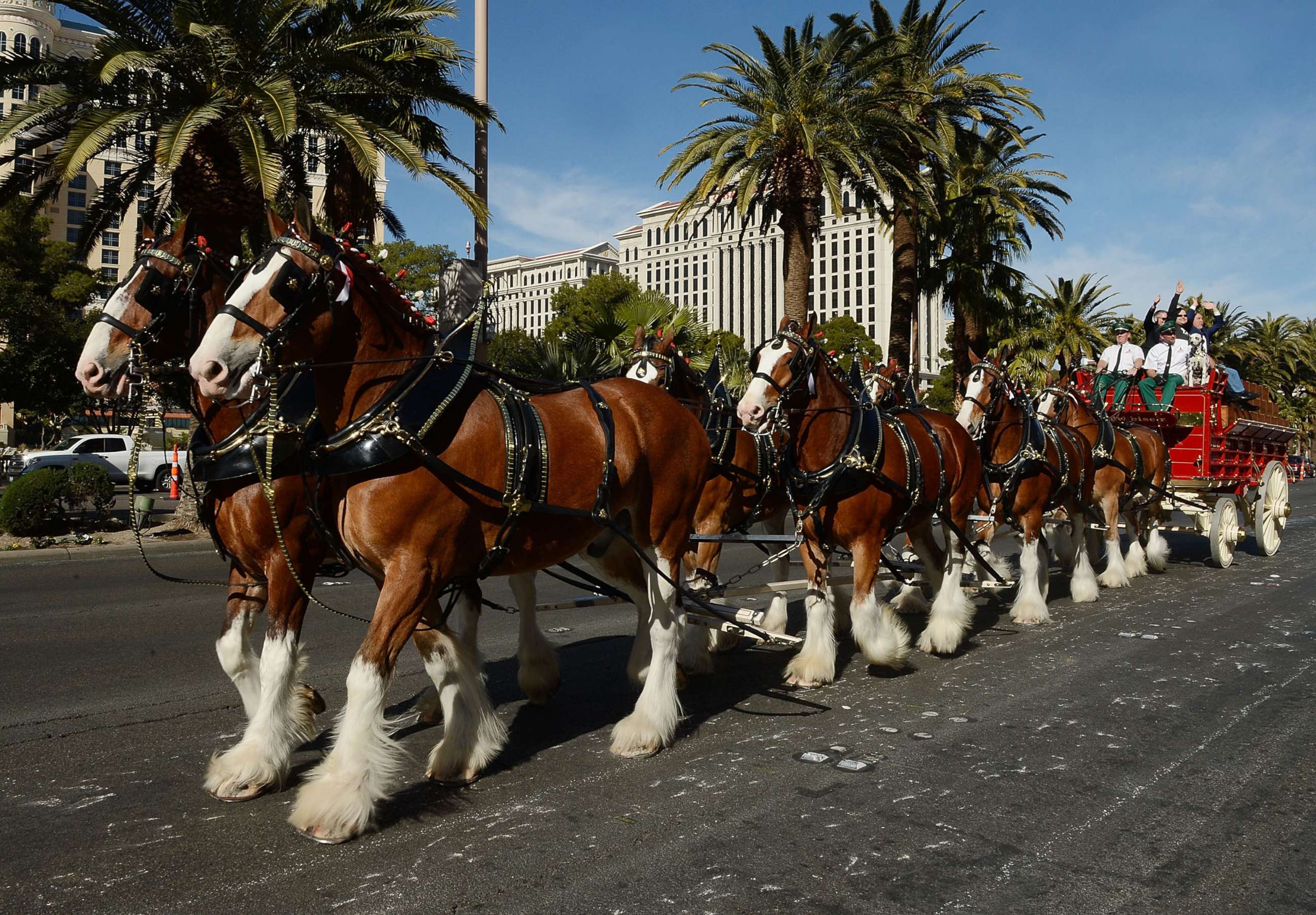 PHOTO: In this Jan. 30, 3016, file photo, Budweiser Clydesdales trot down Las Vegas Boulevard to commemorate grand opening of Beer Park At Paris Las Vegas.