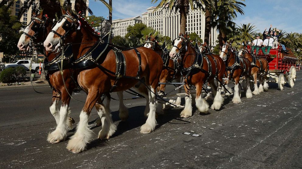 PHOTO: In this Jan. 30, 3016, file photo, Budweiser Clydesdales trot down Las Vegas Boulevard to commemorate grand opening of Beer Park At Paris Las Vegas.