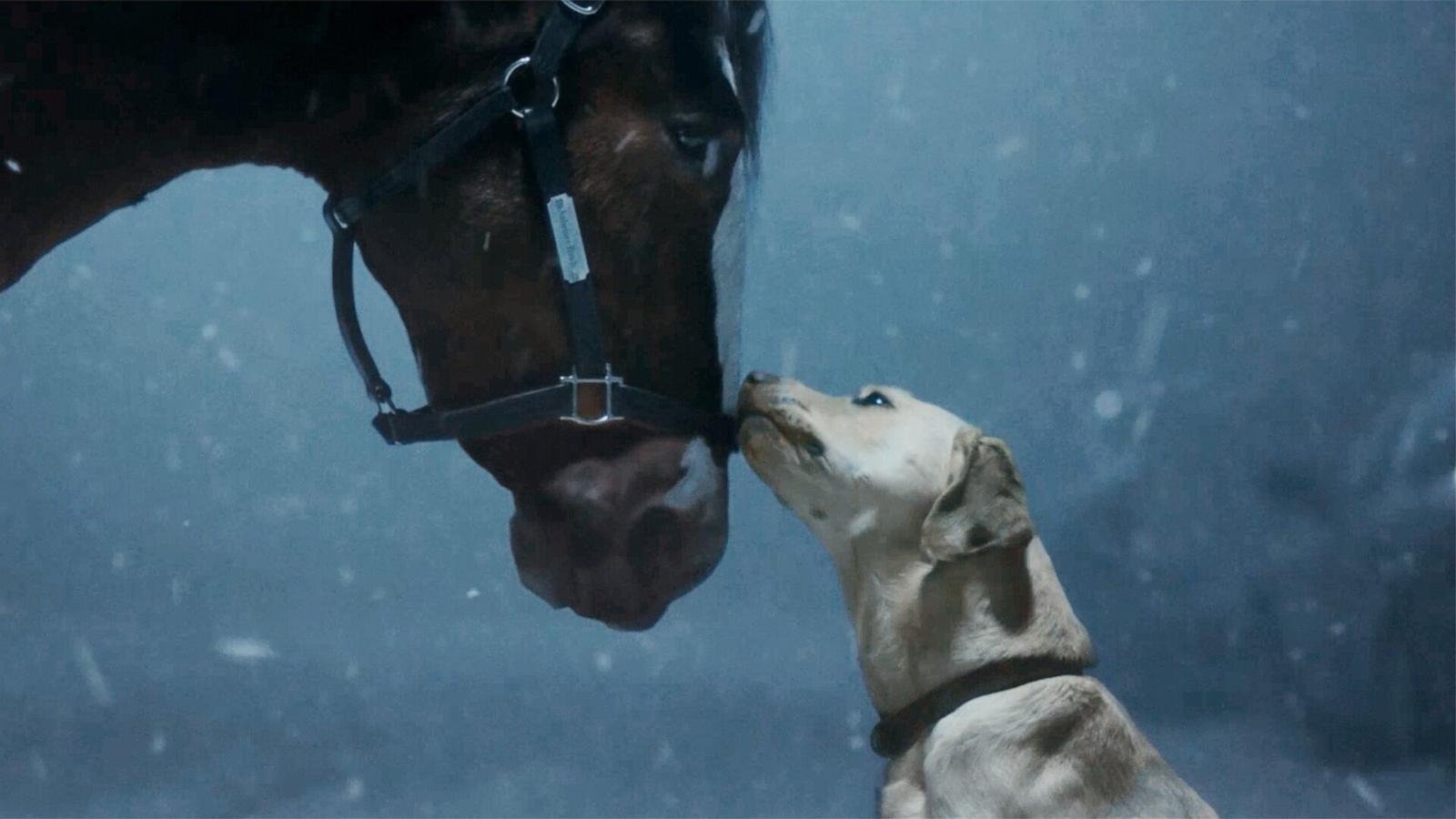 PHOTO: The yellow lab in the Budweiser Super Bowl ad belongs to Goldie Hawn and Kurt Russell, the pair revealed on social media.