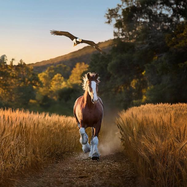 Budweiser unveils Super Bowl LX commercial starring 'American