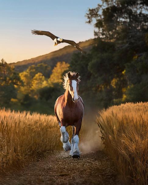 Budweiser unveils Super Bowl LX commercial starring 'American