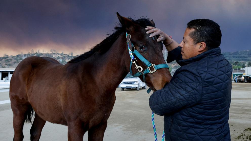 PHOTO: Bardo Calvo calms a horse as large animals are evacuated from a number of wildfires, at the Los Angeles Equestrian Center in Burbank, Calif., Jan. 8, 2025.