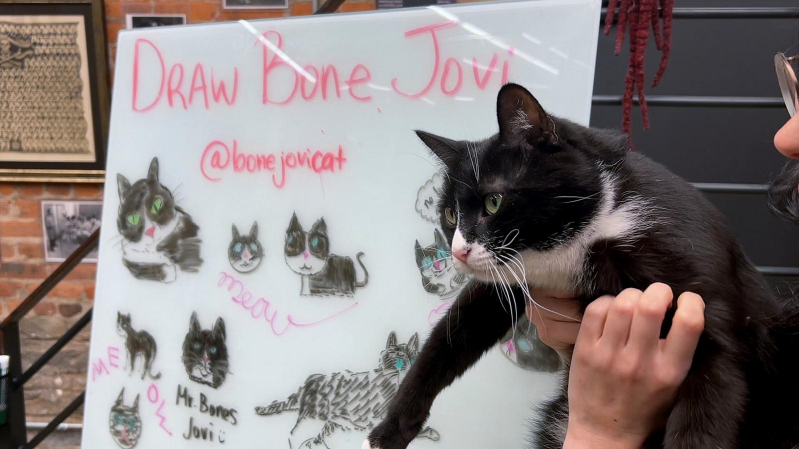 PHOTO: Bone Jovi is the resident feline at The Bone Museum in Brooklyn.