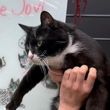 PHOTO: Bone Jovi is the resident feline at The Bone Museum in Brooklyn.