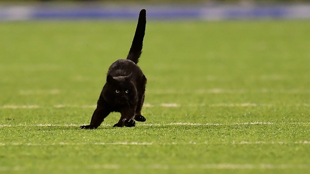 Football Fans Cheer For Black Cat Invading Nfl Field Mid Game