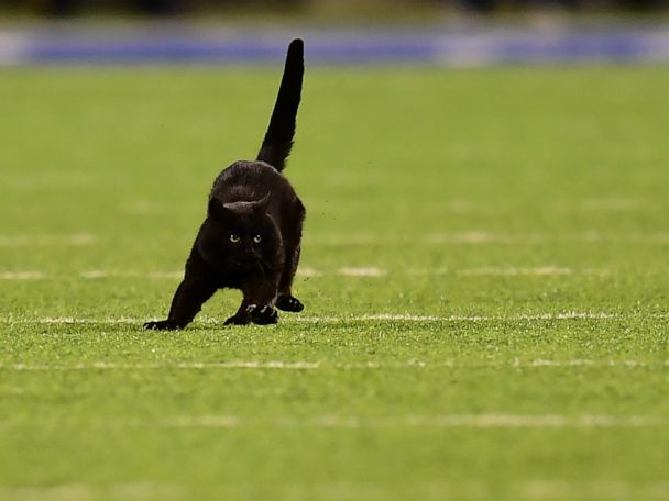 cat vikings jersey