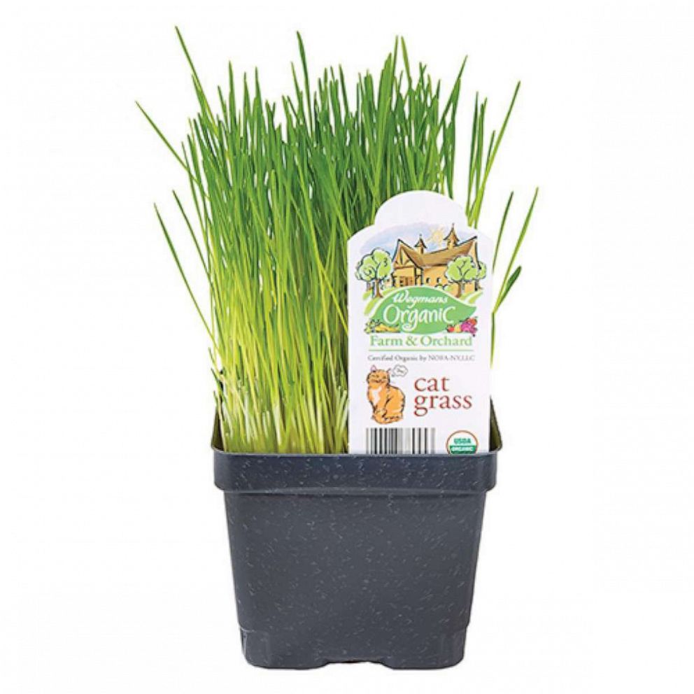 PHOTO: Wegmans Food Markets, Inc. announces voluntary recall of products containing cat grass.