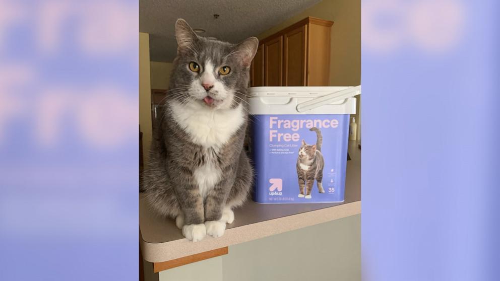PHOTO: Hercules the cat was rescued from a hot car and is now living a second life as Jill LeBrun’s pet and a model for Target cat products.