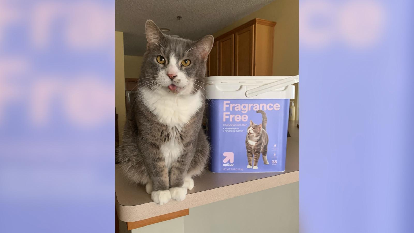 PHOTO: Hercules the cat was rescued from a hot car and is now living a second life as Jill LeBrun’s pet and a model for Target cat products.