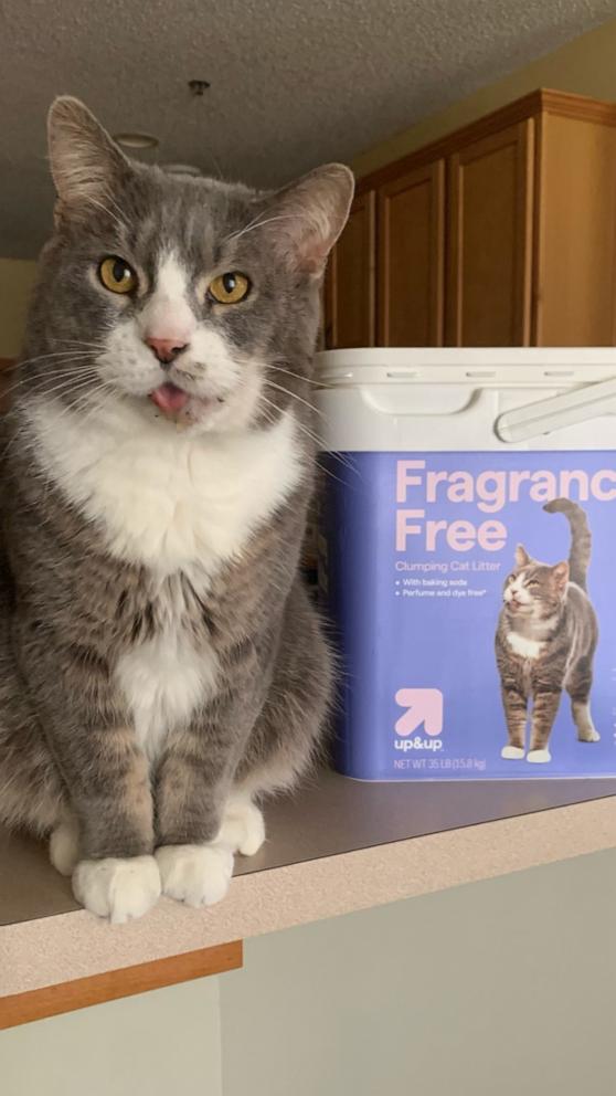 VIDEO: Cat becomes Target model after recovering from serious injuries