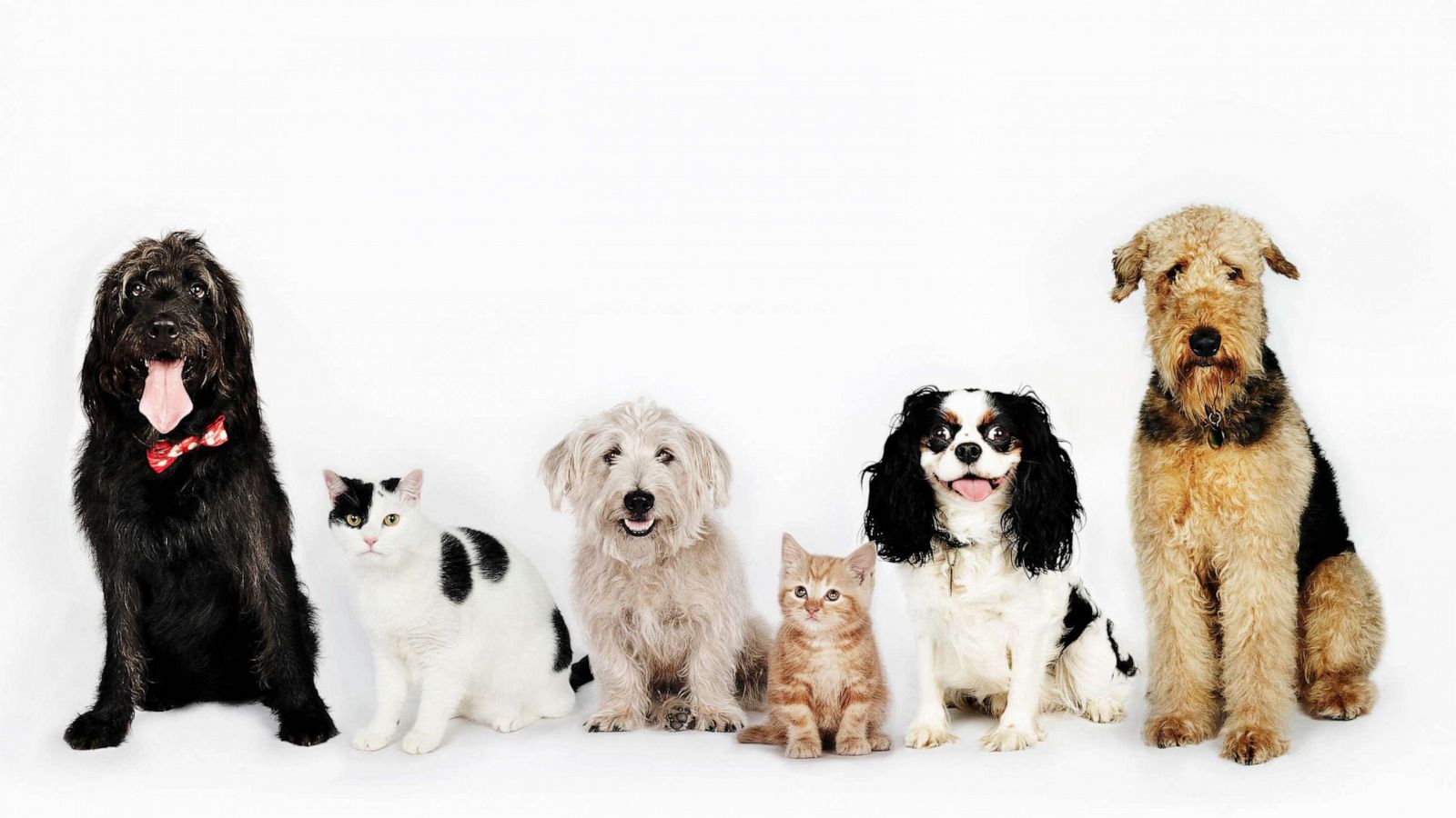 STOCK PHOTO: Portrait of cats and dogs sitting together