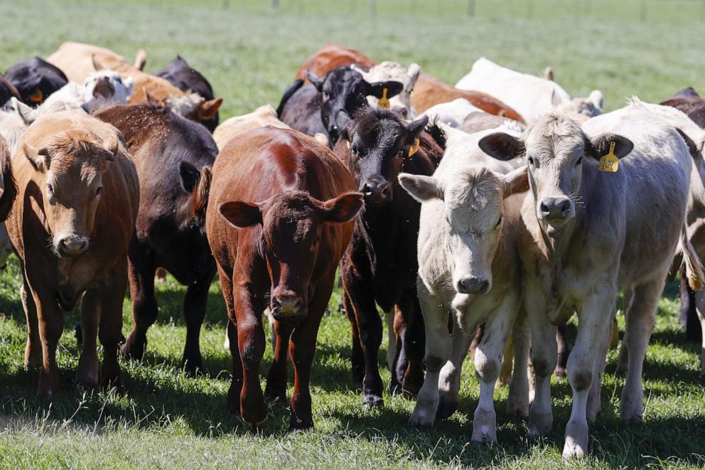 PHOTO: Cows huddle together at a cattle farm in Austin, Texas, April 2, 2024
