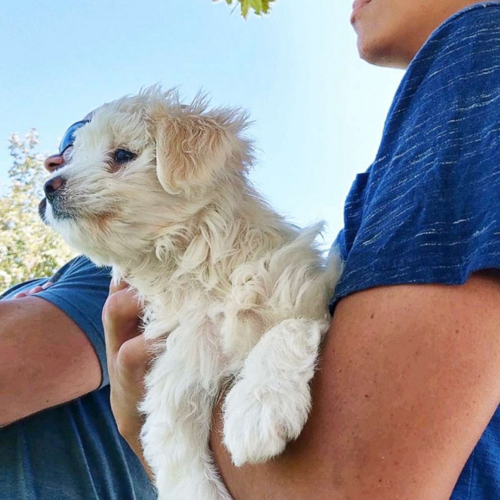 PHOTO: Razz Berry, a 10-week-old a Maltese and Yorkie mix, is now a proud member of the Sheets family after her story gained attention on social media