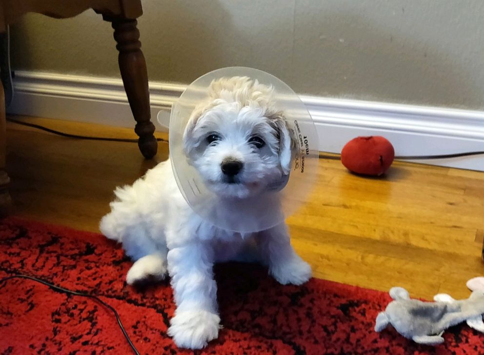 PHOTO: Hundreds inquired about adopting Razz Berry, a Maltese and Yorkie mix, but it was the Sheets family of Riverside, California, who won the lottery held by Riverside County Animal Services