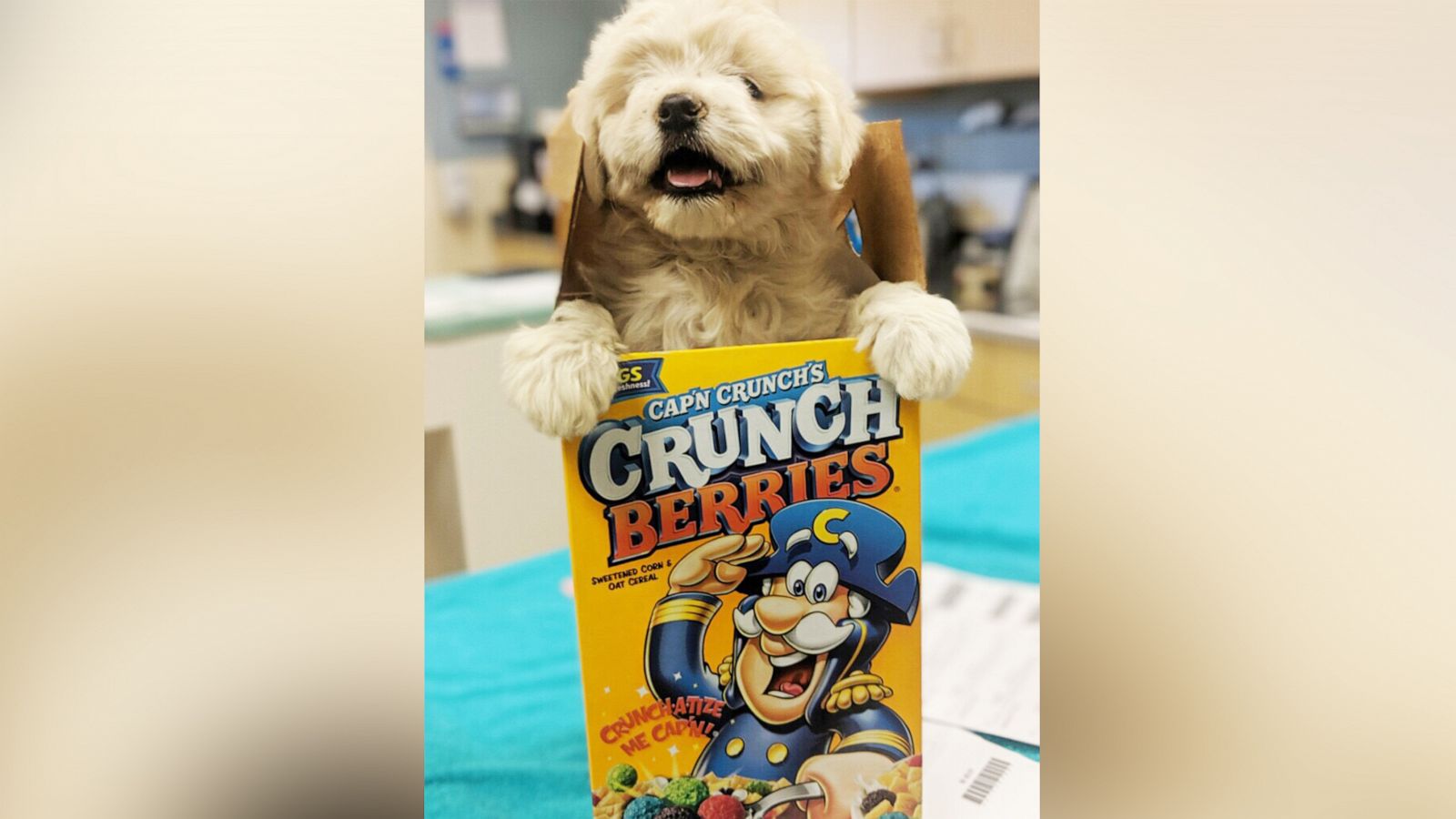 Dog in shop cereal box