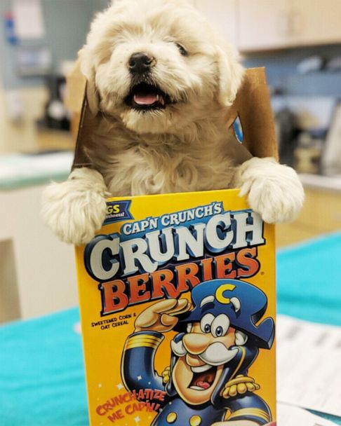 Dog in 2025 cereal box