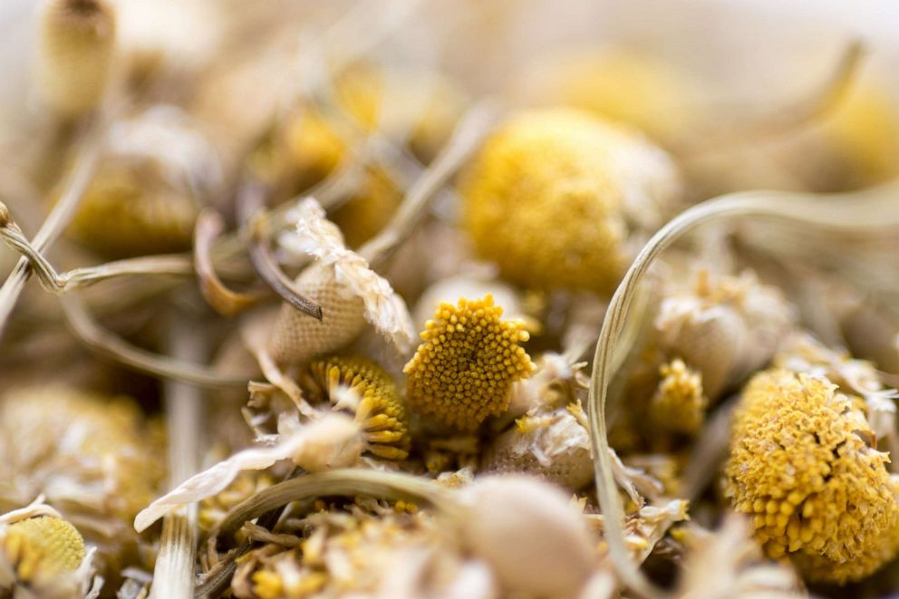 PHOTO: Chamomile herb buds.