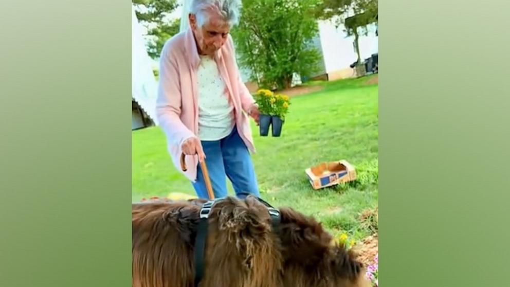PHOTO: Social media users can follow the adventures of Barbara Collins and Chewbacca, a Newfoundland, at @chewythenewfie on TikTok.