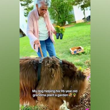 PHOTO: Social media users can follow the adventures of Barbara Collins and Chewbacca, a Newfoundland, at @chewythenewfie on TikTok.