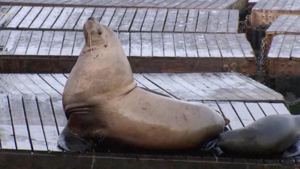 PHOTO: Chonkers, the notably large Sea Lion who is creating a stir at San Fancisco’s Pier 39 is seen April, 29, 2026.