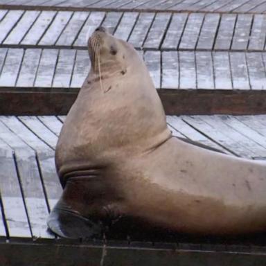 PHOTO: Chonkers, the notably large Sea Lion who is creating a stir at San Fancisco’s Pier 39 is seen April, 29, 2026.