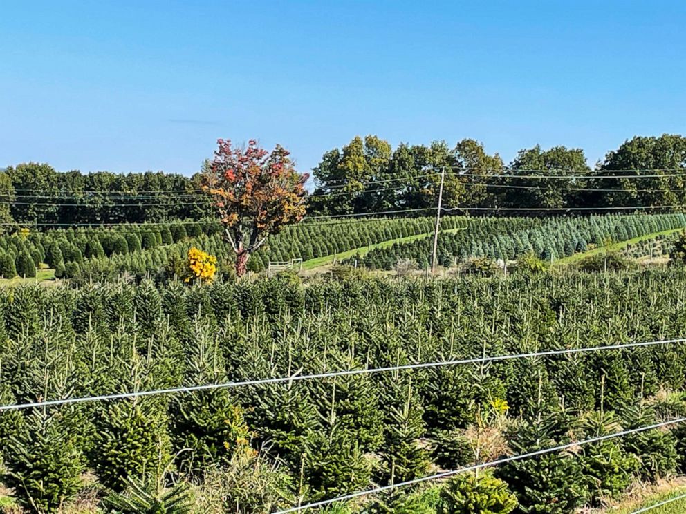 PHOTO: A Christmas tree farm in Pennsylvania where multiple tree varieties are grown.