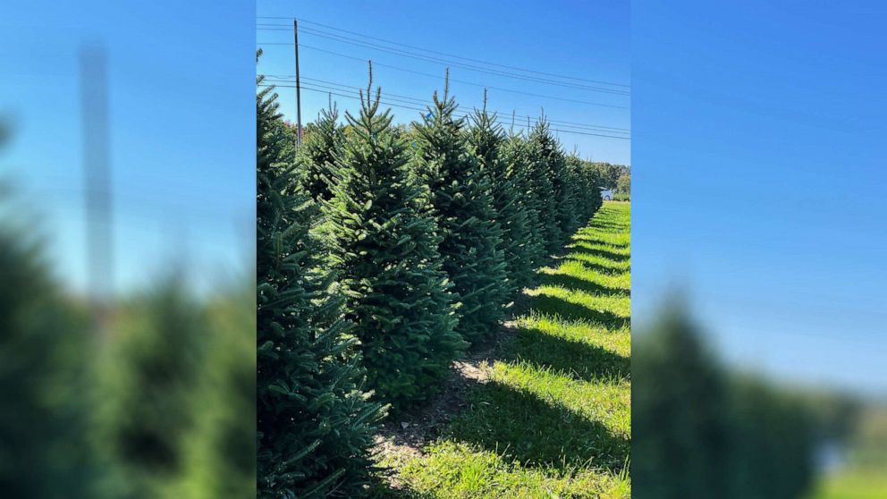 PHOTO: Fraser fir trees are often sold in Eastern states, according to Tim O'Connor, the executive director of the National Christmas Tree Association.