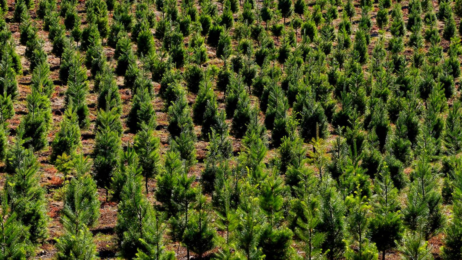 PHOTO: Aerial view over a Christmas tree farm, field of pine trees with gree growth.