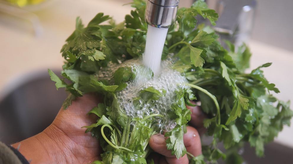 PHOTO: A person rinses cilantro in a kitchen sink.