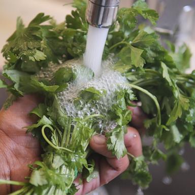 PHOTO: A person rinses cilantro in a kitchen sink.