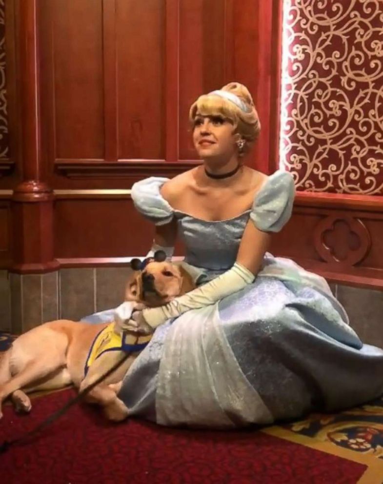 Cinderella dog clearance