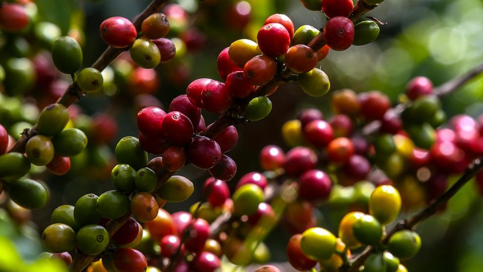 PHOTO: A coffee plant grows at a plantation in the mountainous area near Ciudad Bolivar, Antioquia department, Colombia on Oct. 18, 2017. 