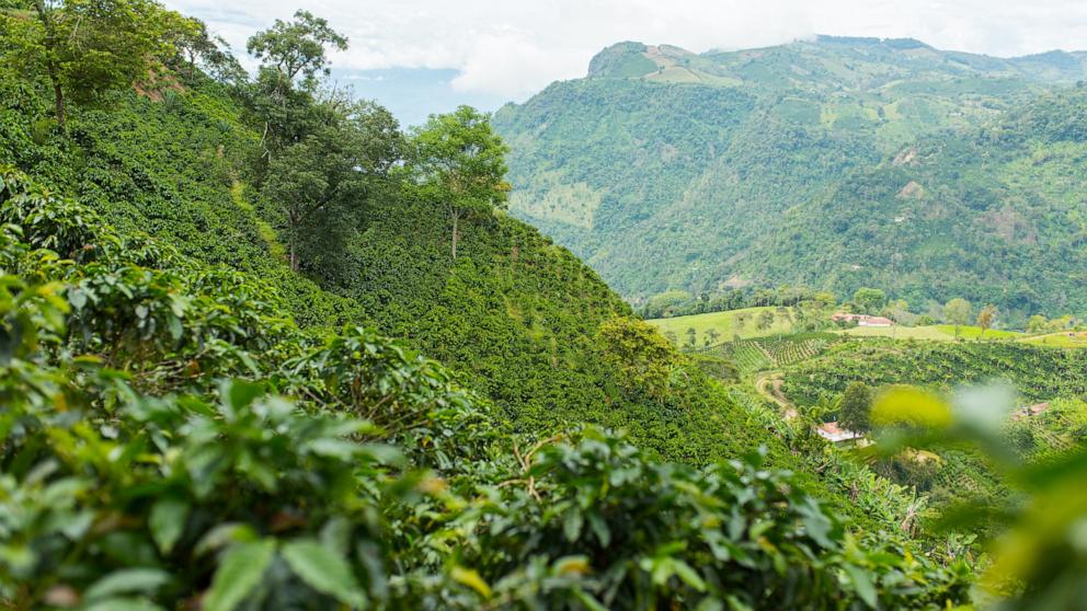 PHOTO: Coffee plantation in Jerico, Antioquia, Colombia.