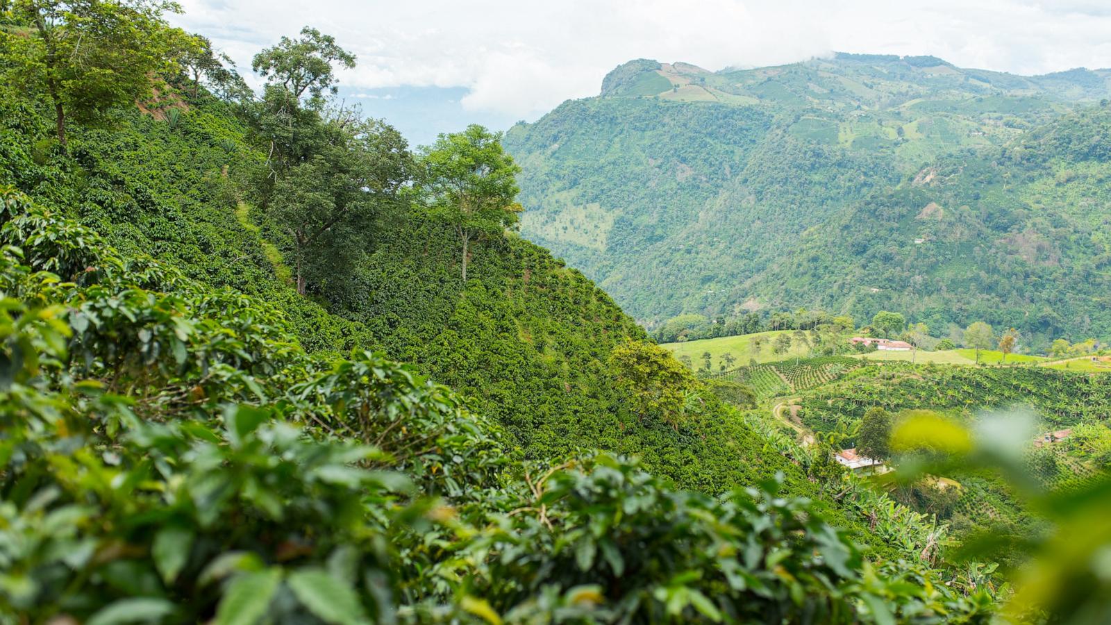 PHOTO: Coffee plantation in Jerico, Antioquia, Colombia.