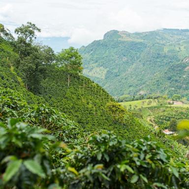 PHOTO: Coffee plantation in Jerico, Antioquia, Colombia.