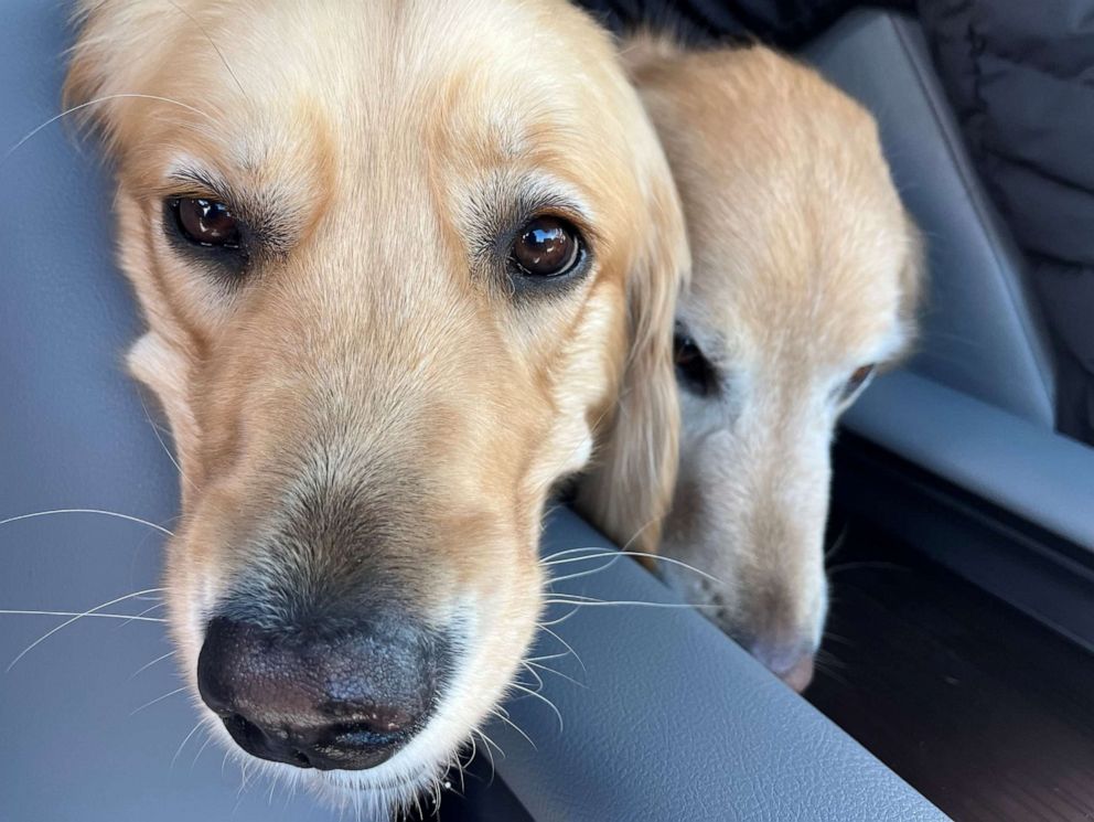 PHOTO: Cubby and Devorah are two of the eight golden retrievers being sent by Lutheran Church Charities (LCC) K-9 Ministries to support the local community in Uvalde, Texas, following a mass shooting at Robb Elementary School.