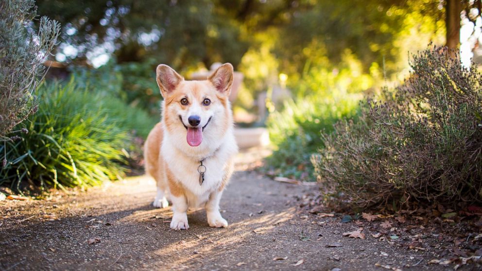 A happy Pembroke Welsh Corgi standing in a park outdoors in the late afternoon.