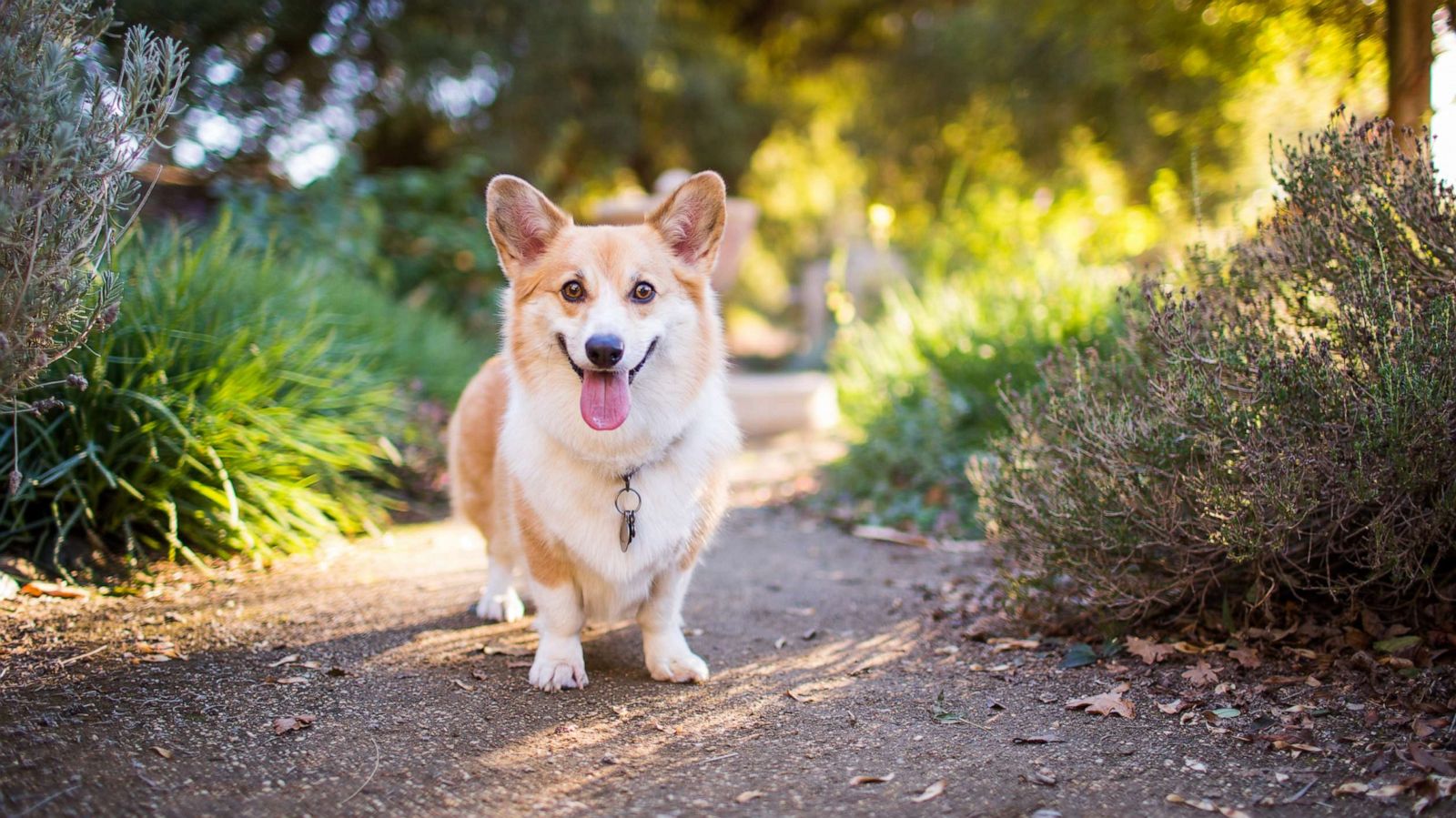 PHOTO: A happy Pembroke Welsh Corgi standing in a park outdoors in the late afternoon.