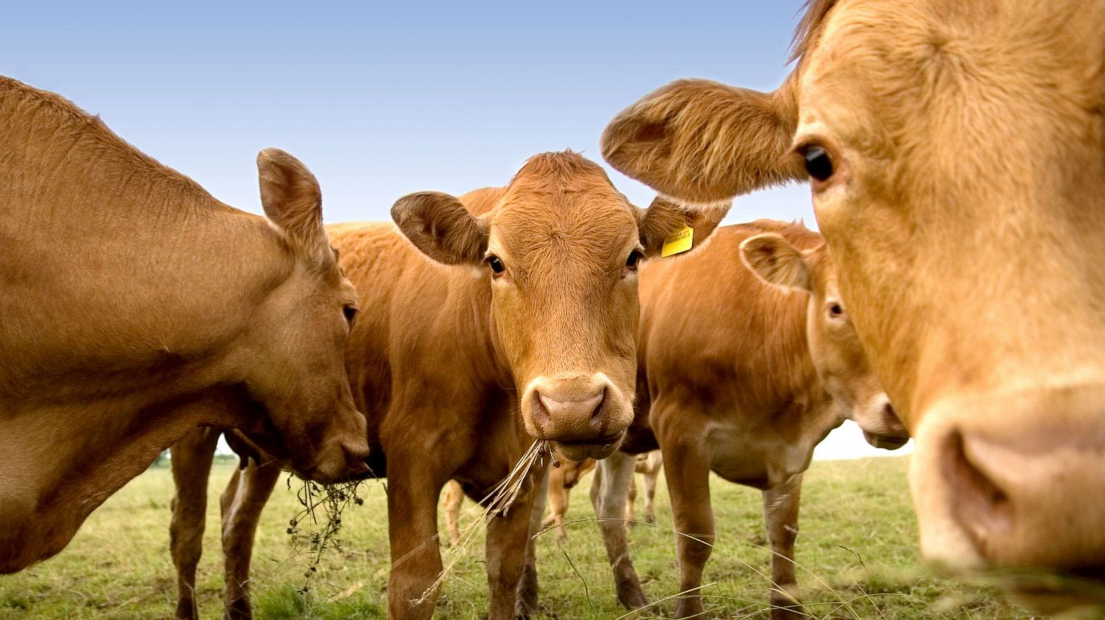 PHOTO: Group of cows munching on hay.