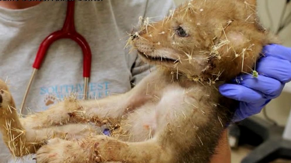 A coyote pup is recovering after being discovered covered in “hundreds” of painful cactus spines, according to an Arizona wildlife organization.