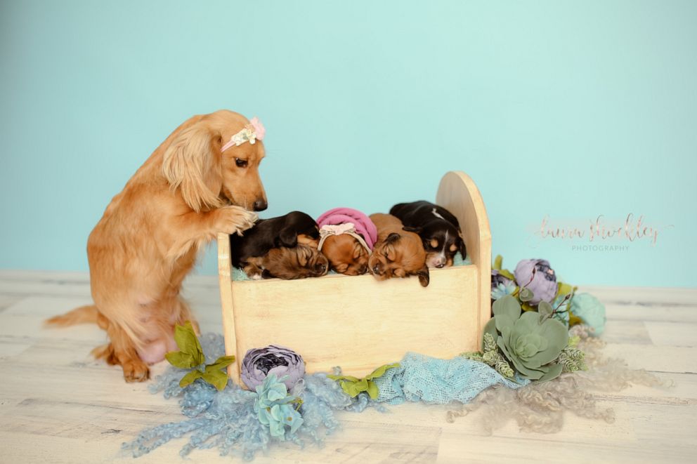 PHOTO: Laura Shockley of Laura Shockley Photography, who also happens to be Sugar's owner, snapped sweet pics of the dog and her newborn puppies.