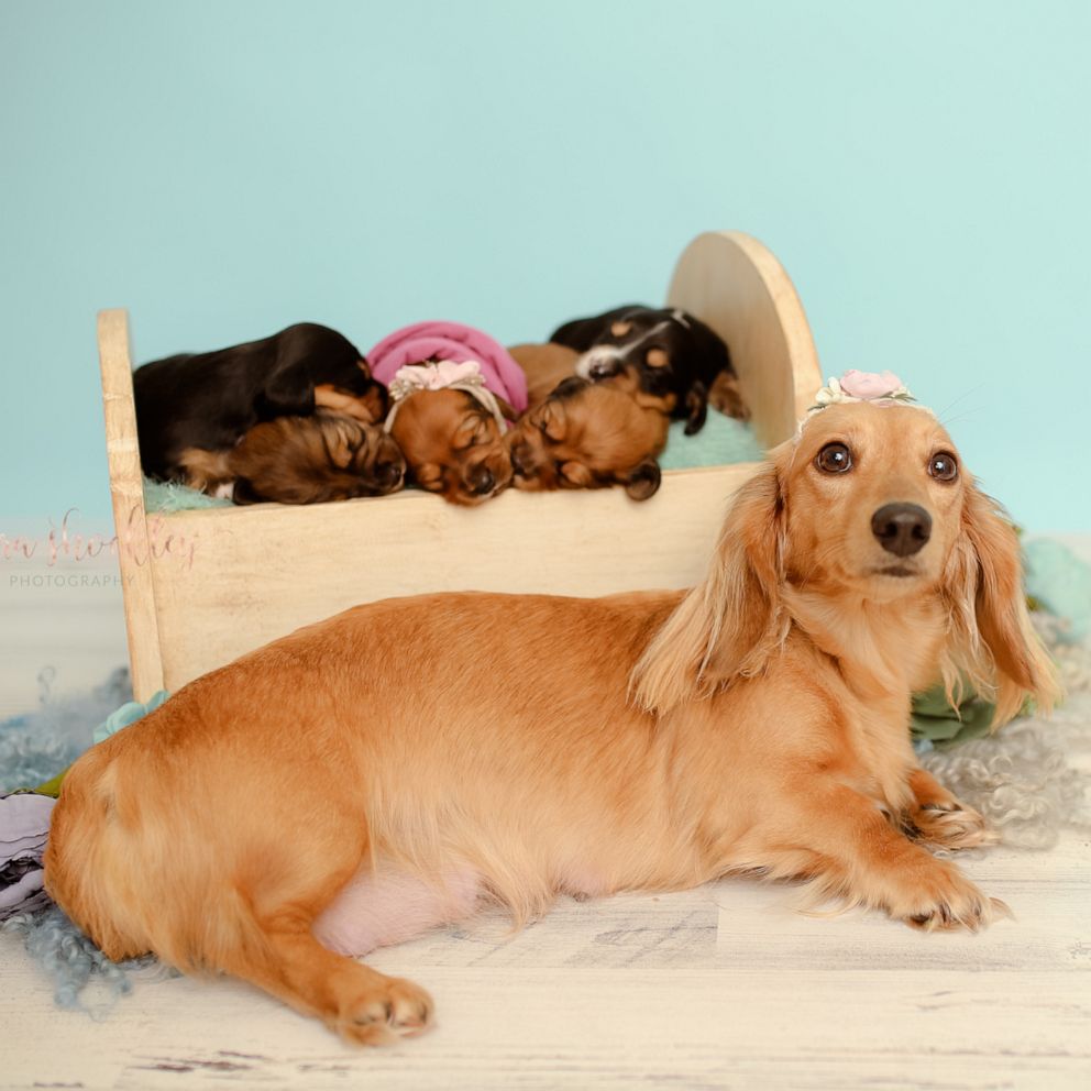 VIDEO: Dachshund celebrates becoming mom to 5 pups in photo shoot