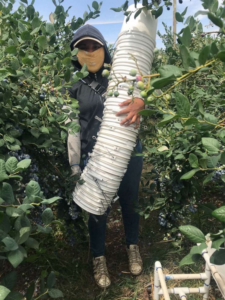 PHOTO: Gianna Nino on a blueberry farm in Washington where she worked over the summer.