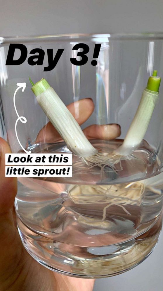 PHOTO: Lauren Goldstein, 23, is re-growing scallions in a cup of water at her family home in Jericho, NY.