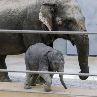 PHOTO: Linh Mai, a 2-month-old Asian elephant, wanders her enclosure with a female elephant Swarna at the Smithsonian National Zoological Park, April 14, 2026 in Washington.