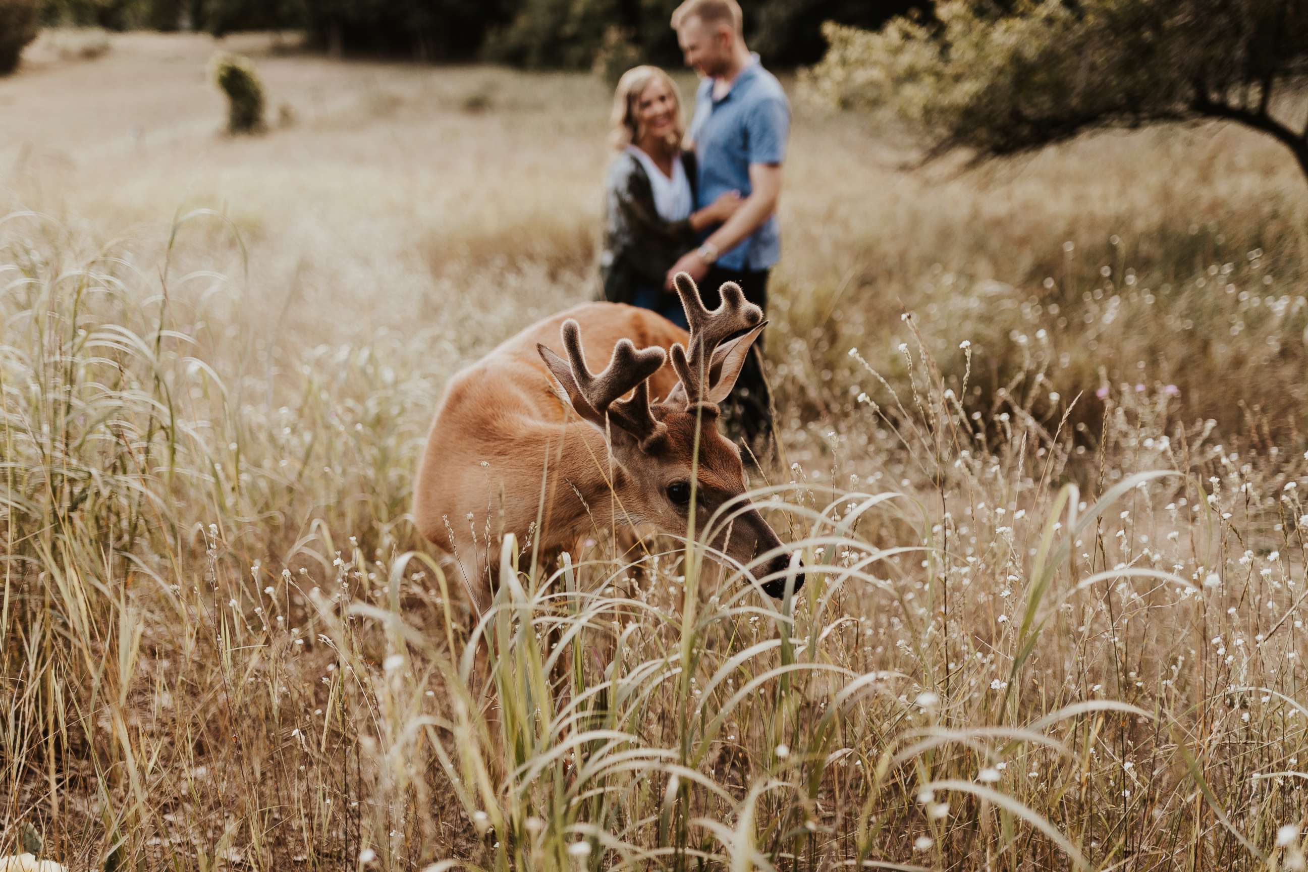 PHOTO: "We asked for 'naturey' and 'woodsy,' and holy cow that delivered," Dori Castignola said of the deer that visited her and fiancee Austin Swiercz's photo shoot.