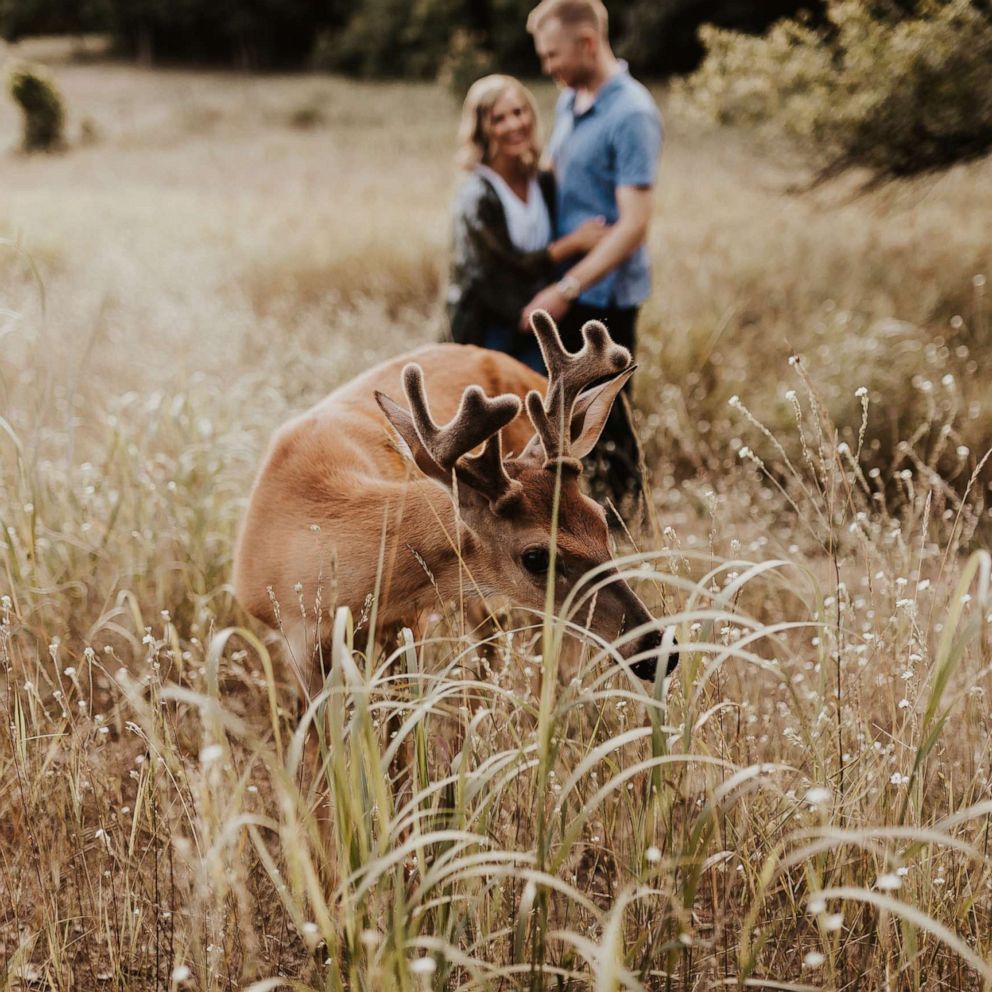 PHOTO: "We asked for 'naturey' and 'woodsy,' and holy cow that delivered," Dori Castignola said of the deer that visited her and fiancee Austin Swiercz's photo shoot.